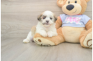 Little Shitzu Designer Puppy