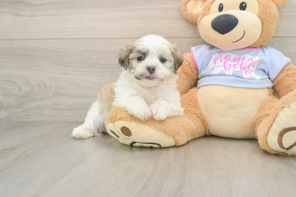 Little Shitzu Designer Puppy