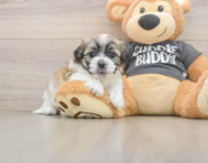 8 week old Teddy Bear Puppy For Sale - Florida Fur Babies