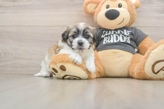 Best Teddy Bear Baby