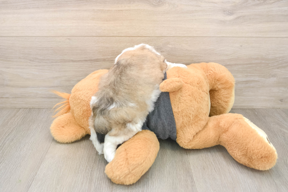 Teddy Bear Puppy for Adoption