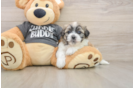 Teddy Bear Pup Being Cute