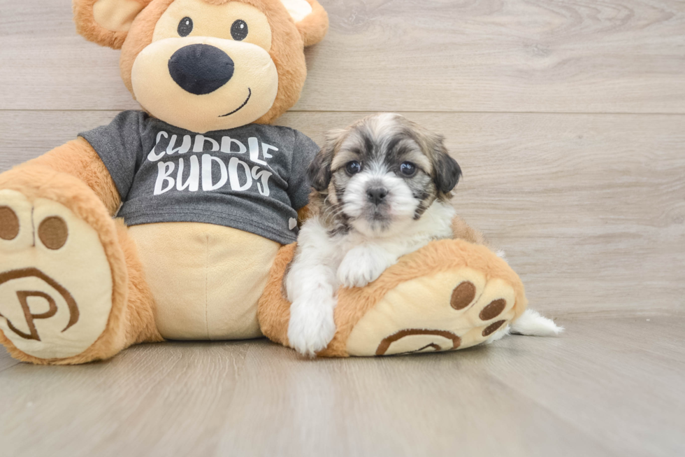 Teddy Bear Pup Being Cute