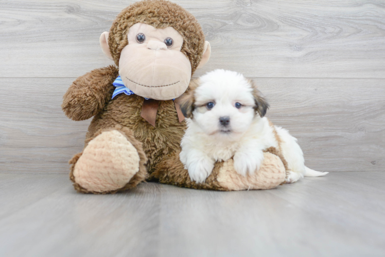 Cute Teddy Bear Designer Pup
