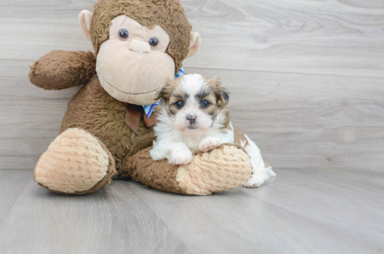30 week old Teddy Bear Puppy For Sale - Florida Fur Babies