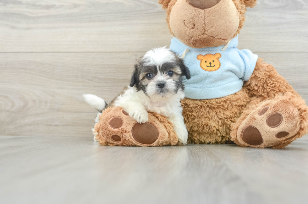 6 week old Teddy Bear Puppy For Sale - Florida Fur Babies