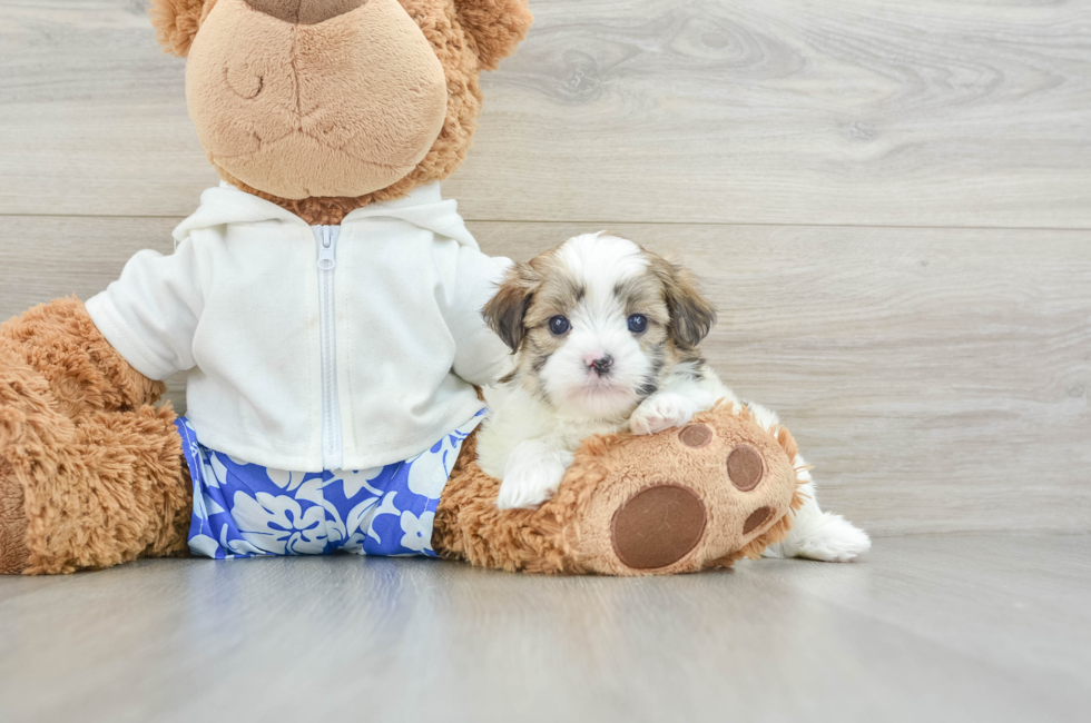 6 week old Teddy Bear Puppy For Sale - Florida Fur Babies