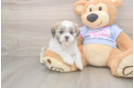 Hypoallergenic Shichon Designer Puppy