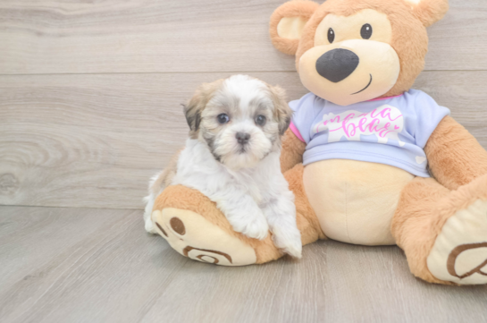Hypoallergenic Shichon Designer Puppy