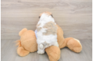 Teddy Bear Puppy for Adoption