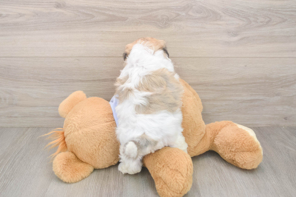 Teddy Bear Puppy for Adoption