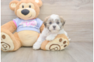 Sweet Teddy Bear Baby