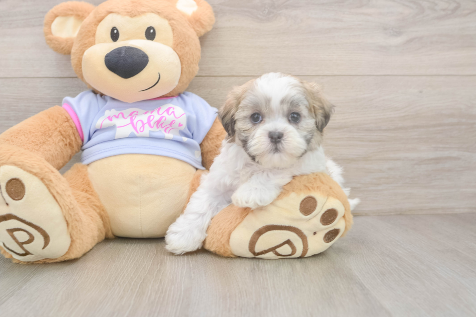 Sweet Teddy Bear Baby