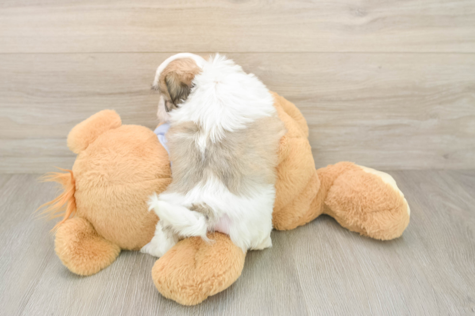 Teddy Bear Puppy for Adoption