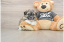 Teddy Bear Puppy for Adoption