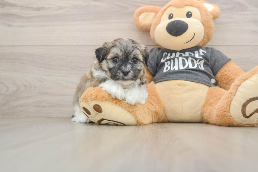 Teddy Bear Puppy for Adoption