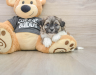 8 week old Teddy Bear Puppy For Sale - Florida Fur Babies