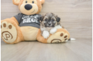 Energetic Shitzu Designer Puppy