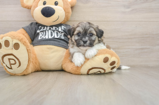Energetic Shitzu Designer Puppy