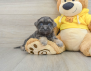 10 week old Teddy Bear Puppy For Sale - Florida Fur Babies