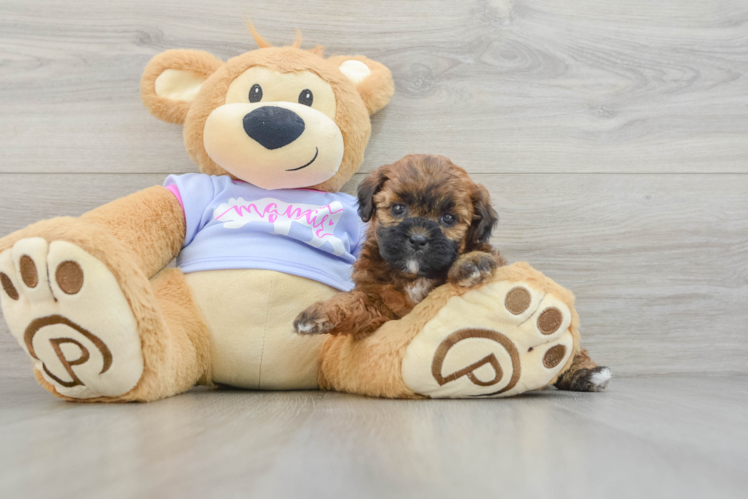 Smart Teddy Bear Designer Pup
