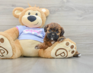 9 week old Teddy Bear Puppy For Sale - Florida Fur Babies