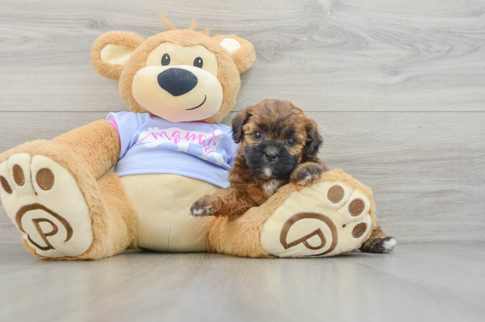 7 week old Teddy Bear Puppy For Sale - Florida Fur Babies