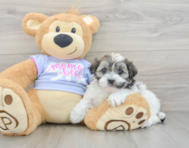 7 week old Teddy Bear Puppy For Sale - Florida Fur Babies