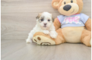 Teddy Bear Pup Being Cute