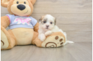 Teddy Bear Pup Being Cute
