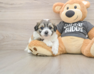 8 week old Teddy Bear Puppy For Sale - Florida Fur Babies