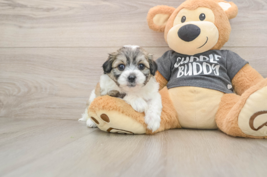 Sweet Teddy Bear Baby