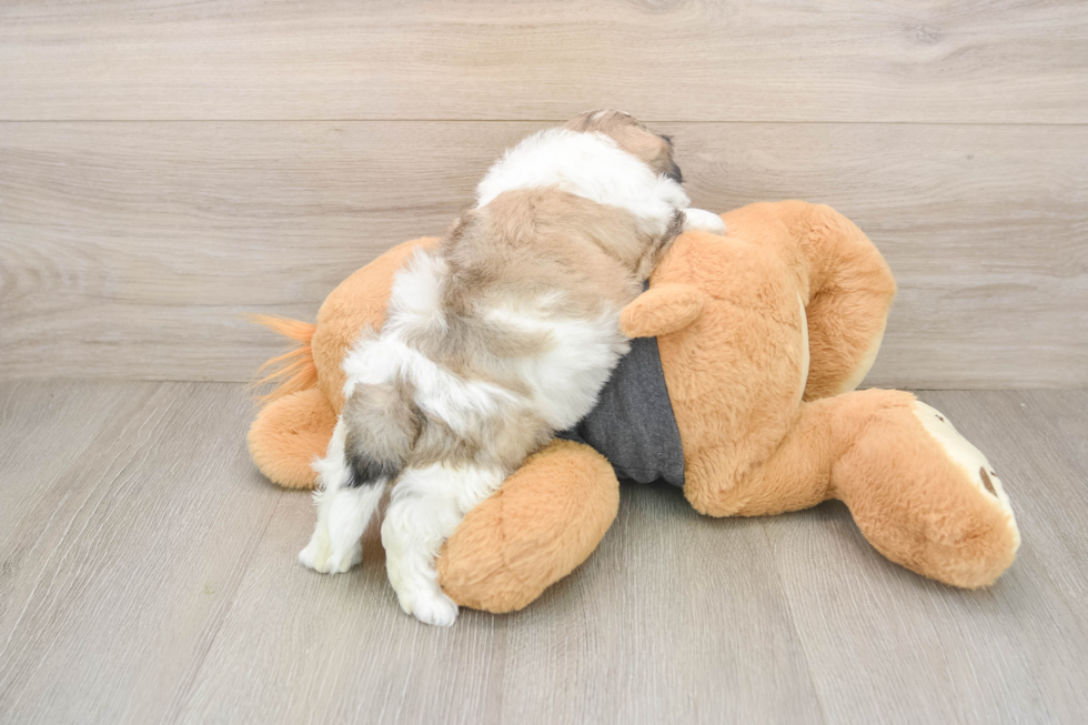 Popular Teddy Bear Designer Pup