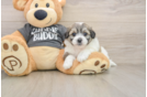 Best Teddy Bear Baby