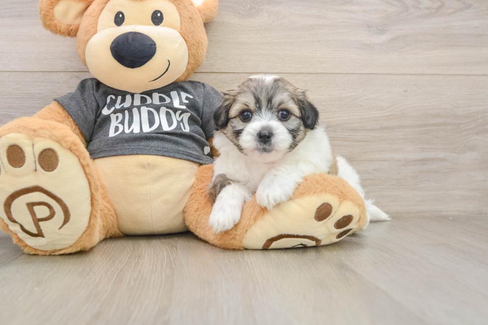 Best Teddy Bear Baby