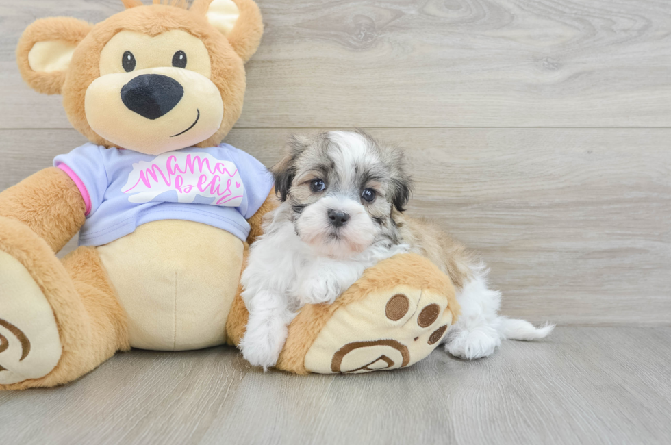 6 week old Teddy Bear Puppy For Sale - Florida Fur Babies