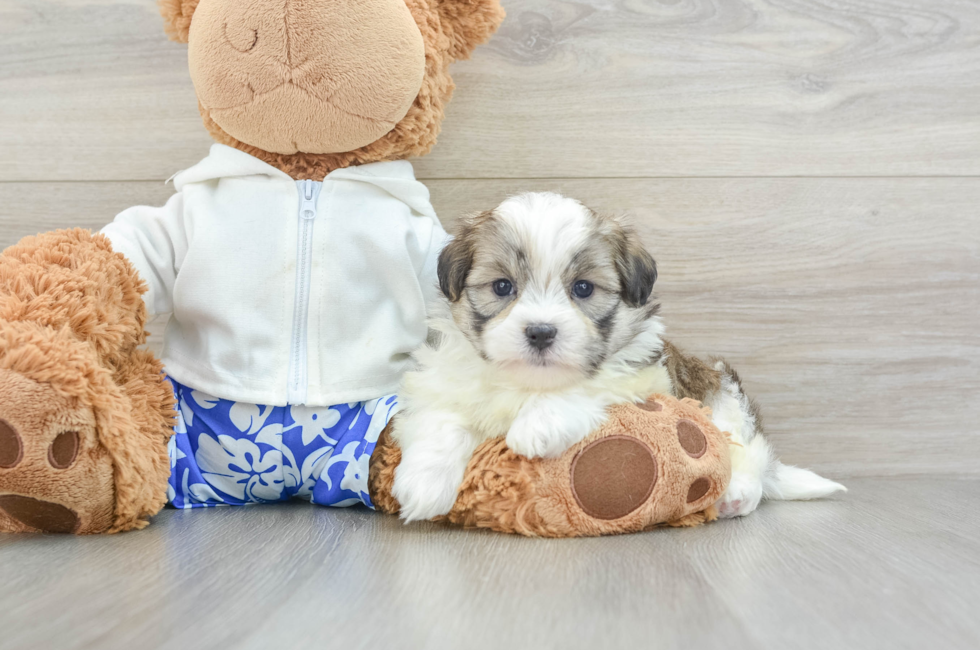 6 week old Teddy Bear Puppy For Sale - Florida Fur Babies