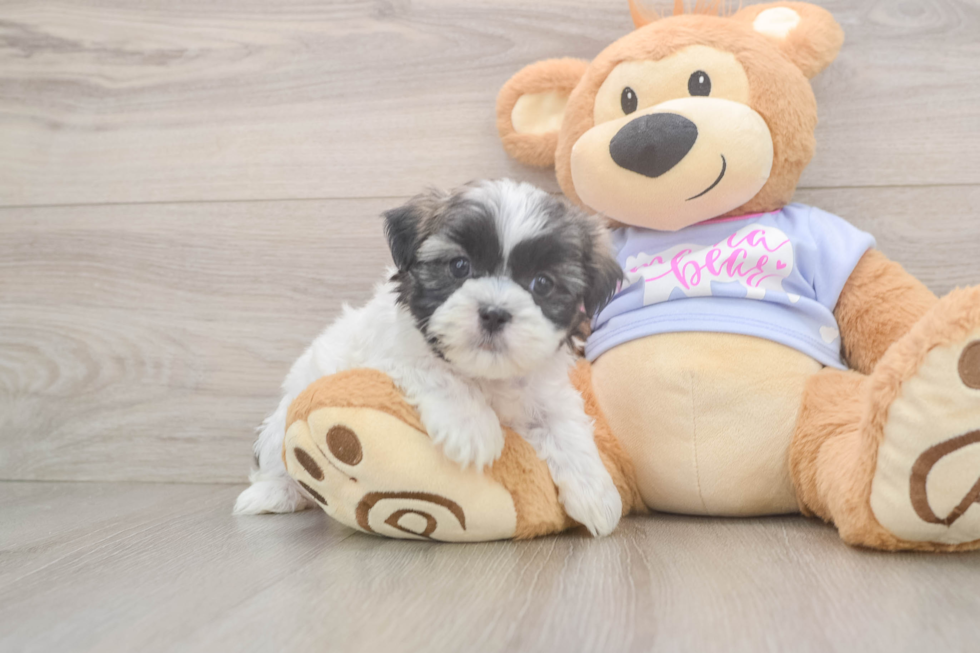 Best Teddy Bear Baby