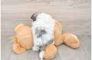 Petite Teddy Bear Designer Pup