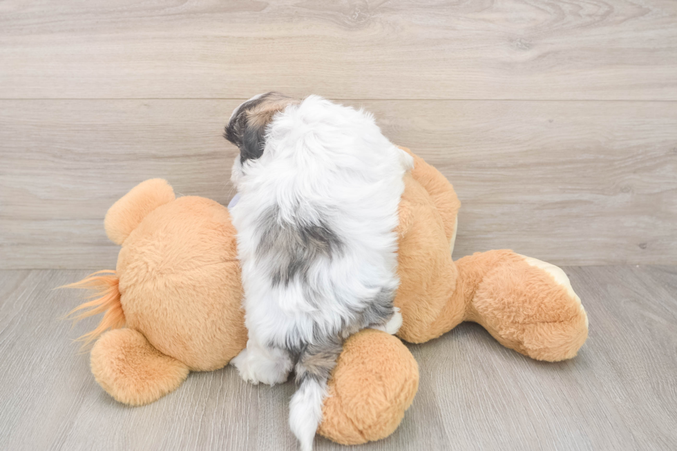 Petite Teddy Bear Designer Pup