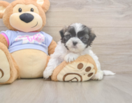 8 week old Teddy Bear Puppy For Sale - Florida Fur Babies