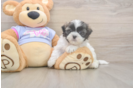 Teddy Bear Pup Being Cute