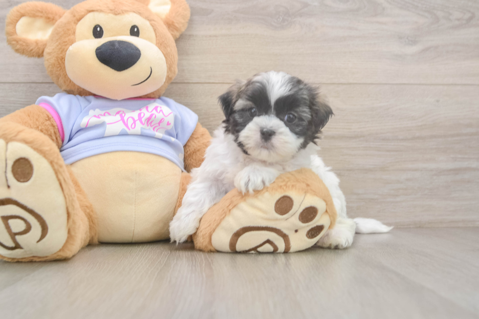 Teddy Bear Pup Being Cute