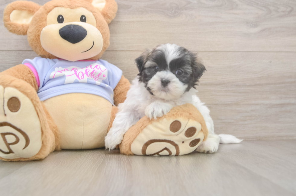 5 week old Teddy Bear Puppy For Sale - Florida Fur Babies