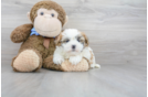 Meet Hartford - our Teddy Bear Puppy Photo 1/3 - Florida Fur Babies