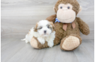 Meet Hartford - our Teddy Bear Puppy Photo 2/3 - Florida Fur Babies