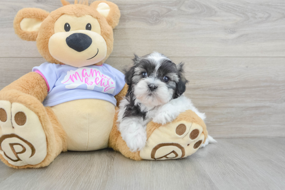 Smart Teddy Bear Designer Pup