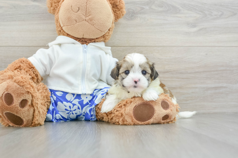 6 week old Teddy Bear Puppy For Sale - Florida Fur Babies