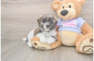 Teddy Bear Pup Being Cute