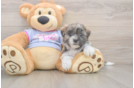 Smart Teddy Bear Designer Pup